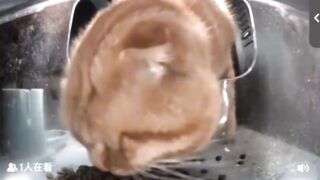 Mr. Mole ???? (this cat has a mole on his nose)????????