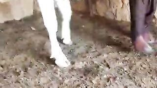 Best cow in pakistan best farming buenes in pakistan