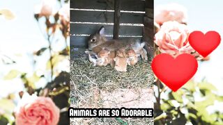 Animals Are Adorable