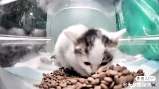 Smoll Fluff Ball (I think she lost her mother????)