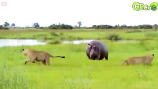 animal beautiful video