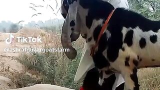 Big bakra