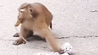 Funny monkey video funny video 2024
