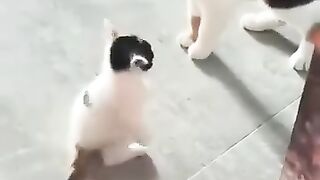 Funny Videos