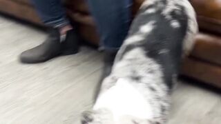 Crazy My Cute Corgi Baby