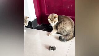 Hilarious Cat Compilation: Laughing at the Funniest Meows