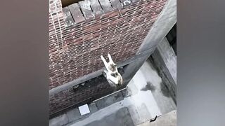 Hilarious Cat Compilation: Laughing at the Funniest Meows