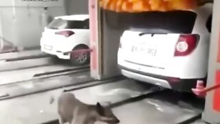 very funny videos try not to laugh 48