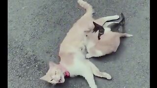 very funny videos try not to laugh 51