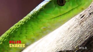 Catching the Deadly Black Mamba | These Snakes Can Kill You