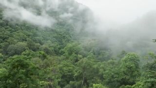 beautiful nature animal video