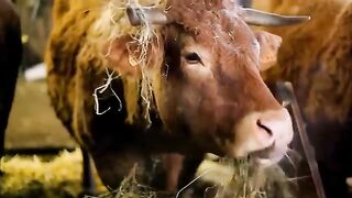 sounds of wildlife's animal