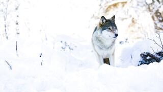 Wolf nature