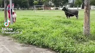 #Funnyvideos