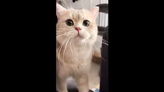 cute cat wow