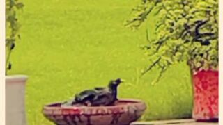Birds taking bath in rain