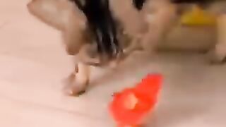 Funny Videos