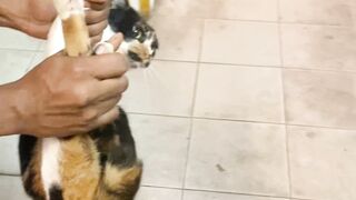 Cat run ????????