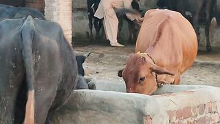 Village life|I proud bi am villager |cow and buffaloes