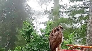 Beautiful desi vlogs in murree