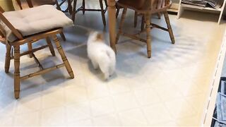 female pomeranian dog barking | pomeranian Puppies Barking