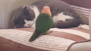 funny cats and birds video #cats #birds #parrot #shorts