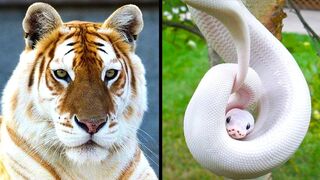 Rarest Animals In The World!