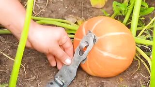 Fresh tips on how to grow your own food