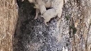 Discover video related to having a dream of goat in