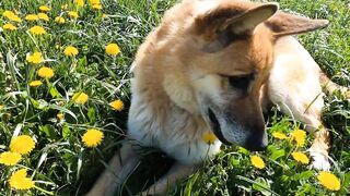 Why do dogs howl?