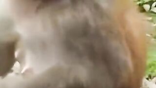 Monkey funny video  ????