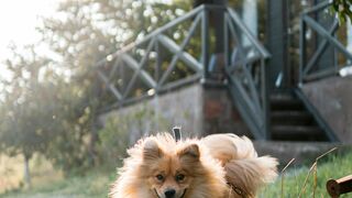 Pomeranian Tiny Puppy Barking Running in Circles