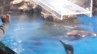 "Slippery Slides: Penguin Takes a Tumble in Water!"