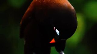 Spectacular Sights: The Majestic Plumage of the Crimson Crested Bird"