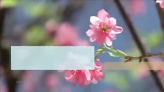 Surah Al Fajar in Urdu translation most watching video