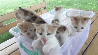 Kittens meowing (too much cuteness) - All talking at the same time!