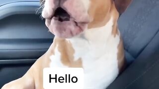 My Dog Speaks Perfect English!