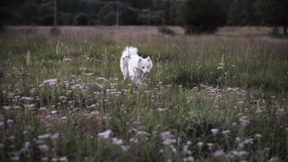 Decoding the canine mind.