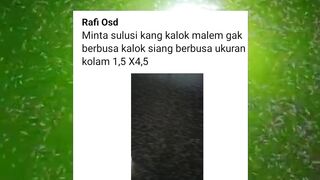 Siang BERBUSA tapi malam nggak❗Ada apa dengan kolam LARVA LELE saya❓