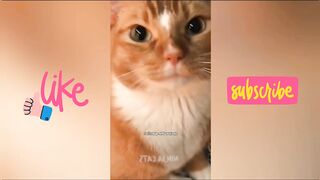 New Funniest Cat & Dogs video 2024