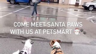 Smart Pet