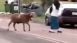 مين يقدر على الخروف