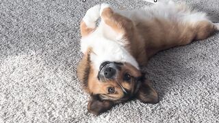 Happy Corgi