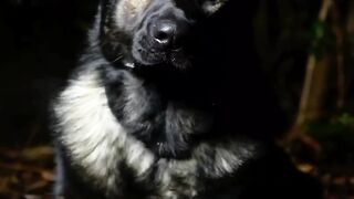 Black German Shepherd