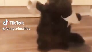 Fun with Cats