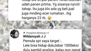 Untuk PEMULA harus berfikir REALISTIS hasil budidaya ikan lele tergantung skalanya