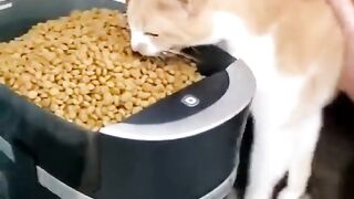 "Pawsitively Hilarious: The Ultimate Funny Cat Compilation!"