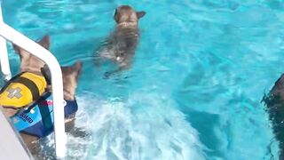 Swimming Time