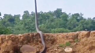 The size of this King Cobra ????