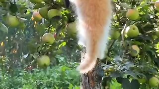 Cute cute babys funny animal cats/